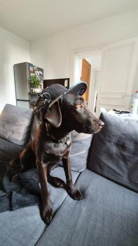 Sally, Labrador Retriever