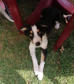 Enea, Border Collie