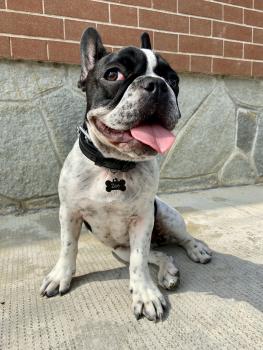 Zoe, Bouledogue francese