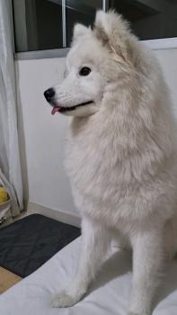 Kora, Samoyedo