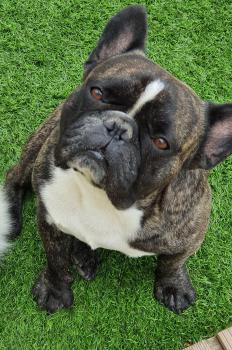 Mario, Bulldog Francés