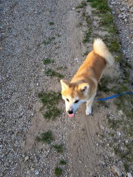 Tsuki, Akita Inu