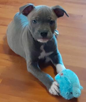 Sanka, Staffordshire Bull Terrier