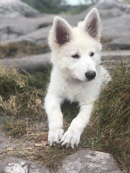 Betsy, Weißer Schweizer Schäferhund