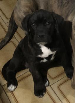 Kira Casa Di Cane, Cane Corso