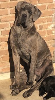 Boo Dragon Monte Del Corso, Cane Corso