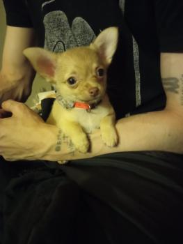 Twinki, Chihuahua