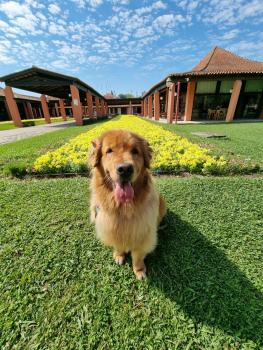 Francisca, Golden Retriever