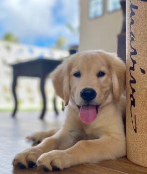 Bidu, Golden Retriever