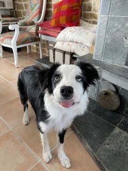 Laika, Border Collie