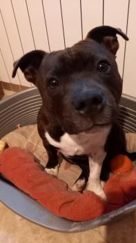 sanka, Staffordshire Bull Terrier