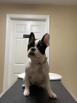 Laya, Bulldog Francés