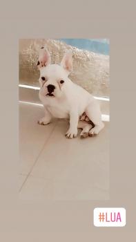Lua, Bulldog Francés