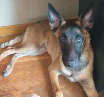 Gus, Pastor Belga Malinois