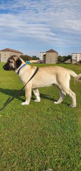 Kuzka, Kangal