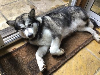 Sam, Malamute De Alaska