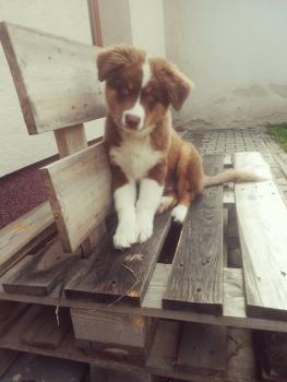 Loki, Berger Australien