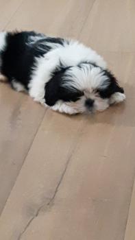 Aria, Shih Tzu