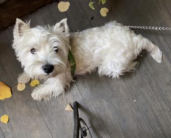 Lucky, West highland white terrier