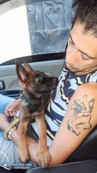KiinG/2 junior, Pastor Belga Malinois