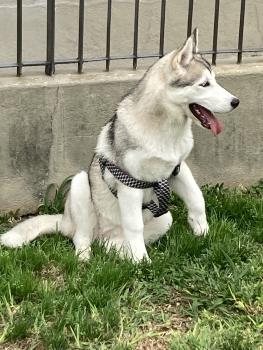 Luna, Husky Siberiano