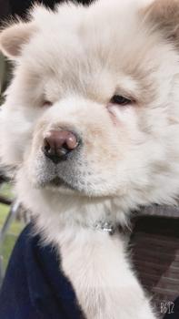 cooper, Chow Chow