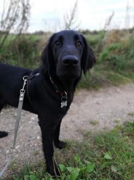 Orla, Retriever de pelo liso