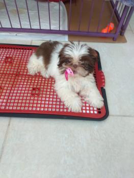 Luna, Shih Tzu