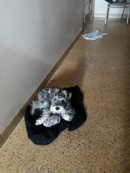 Simba, Schnauzer Nain