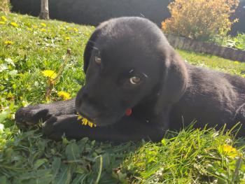 Samba, Labrador Retriever