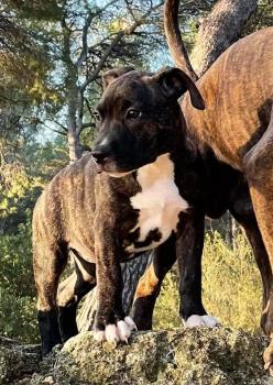 Onyx, American Staff