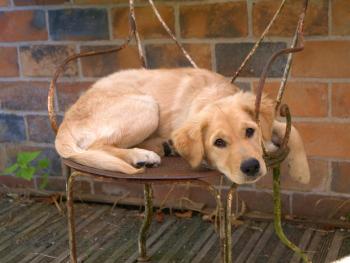 Sally, Golden Retriever