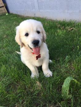 ROMEO, Golden Retriever