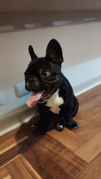 Tuk Tuk, Bouledogue francese