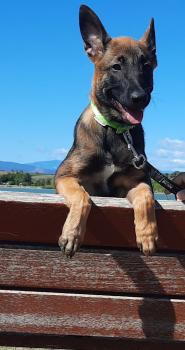 Saïka, Pastor Belga Malinois