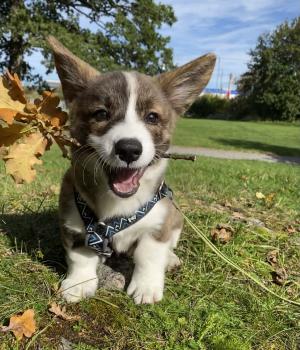 Mocca, Welsh Corgi Cardigan