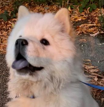 Zeusz, Chow chow