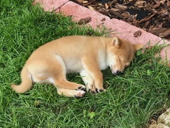 Haru, Shiba Inu Japonés