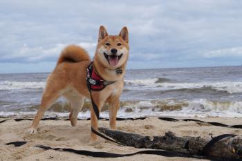 Pan, Shiba