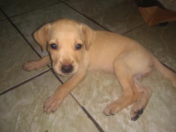 Lessye, Labrador Retriever