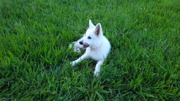 Scott, Berger Blanc Suisse