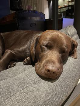 Rookie, Labrador