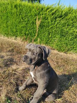 Saïane, Cane Corso