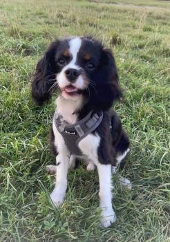 Scott, Cavalier King Charles
