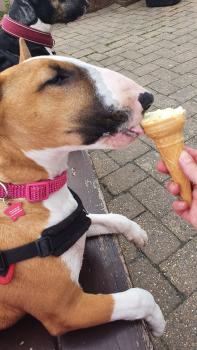 Queenie, Bull Terrier