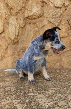 Saturno, Perro australiano del ganado