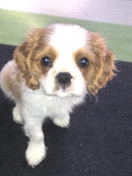 Shelby, Cavalier King Charles