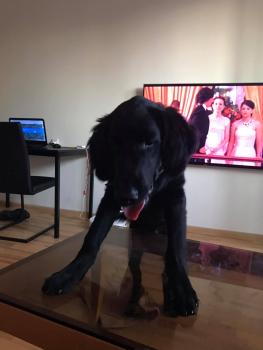 Kevinas, Retriever de pelo liso