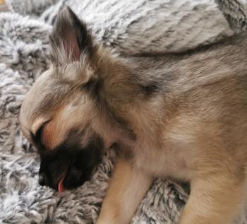 Stanley, Chihuahua