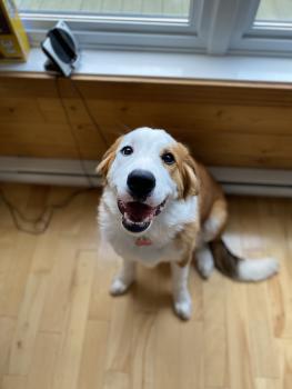 Fiona, Boyero De Berna